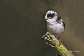 <p>MLYNAŘÍK DLOUHOOCASÝ (Aegithalos caudatus) ---- /Long-tailed-tit - Schwanzmeise/</p>